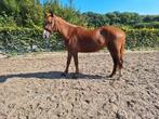 Toekomstige kinder D pony van 5 jaar, Dieren en Toebehoren, Paarden, Merrie, Minder dan 160 cm, Recreatiepaard, 3 tot 6 jaar