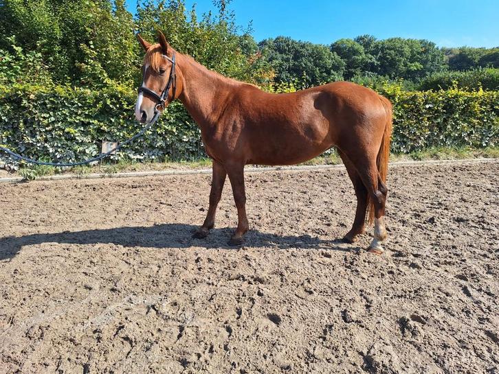 Toekomstige kinder D pony van 5 jaar, Dieren en Toebehoren, Paarden, Merrie, Minder dan 160 cm, 3 tot 6 jaar, Recreatiepaard
