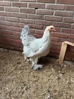 Brahma groot hennen, Dieren en Toebehoren, Pluimvee, Vrouwelijk, Kip