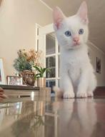 Kruising ragdoll en Europese kort haar, Meerdere dieren, Ontwormd