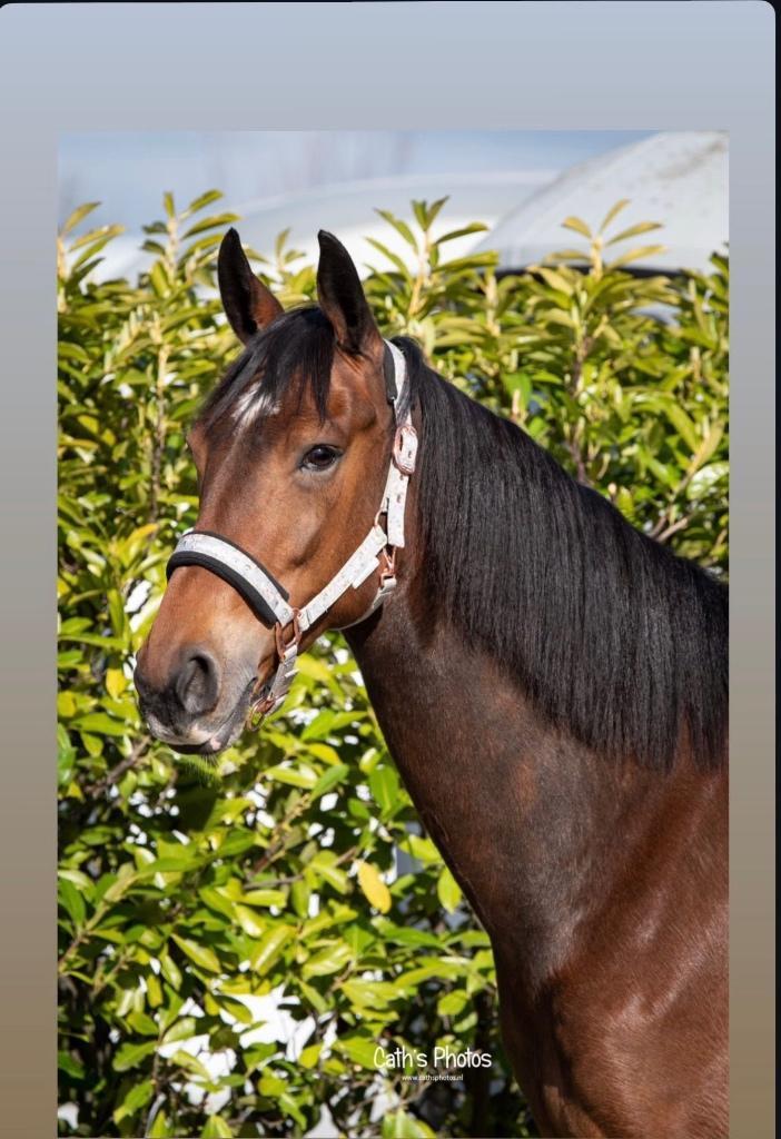 KWPN ruin 10 jaar, Dieren en Toebehoren, Paarden, Ruin, L, 160 tot 165 cm, 7 tot 10 jaar, Recreatiepaard, Met stamboom, Gechipt