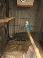 Engelse grasparkiet, Dieren en Toebehoren, Vogels | Parkieten en Papegaaien, Mannelijk, Parkiet, Geringd