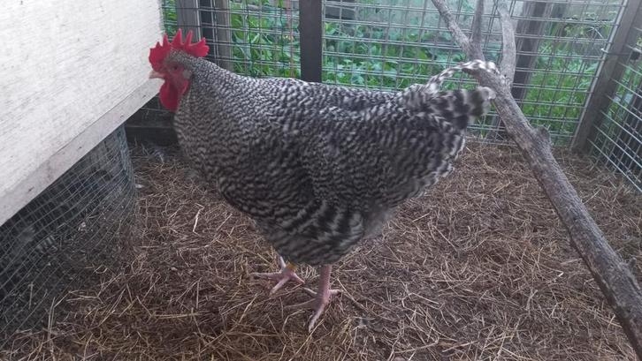 Fokhanen Noord Hollandse Blauwe hoenders te koop., Dieren en Toebehoren, Pluimvee, Kip, Mannelijk