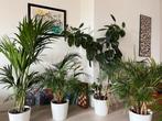 Plants, Huis en Inrichting, Kamerplanten, Ophalen, Overige soorten, Halfschaduw, In pot