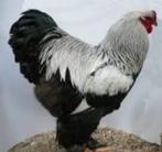 Grote Hanen en Middel-Grote hanen en Krielhanen..........., Dieren en Toebehoren, Pluimvee, Mannelijk, Kip