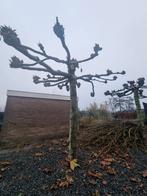 Dakplatanen - 6 stuks, Tuin en Terras, Bloeit niet, 100 tot 250 cm, Dakboom, Ophalen