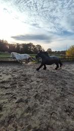 Pensionstalling gezocht met spoed, Dieren en Toebehoren
