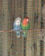 Agapornis Roseicollis koppel met eieren, Dieren en Toebehoren, Meerdere dieren, Dwergpapegaai of Agapornis, Geringd