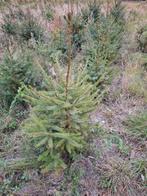 Plantgoed kerstbomen omorika, Ophalen of Verzenden, Overige soorten, Volle zon