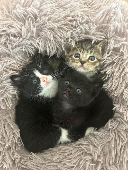 Kittens mogen naar een nieuw huisje, Dieren en Toebehoren, Katten en Kittens | Overige Katten, Meerdere dieren