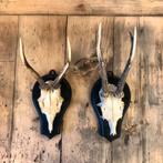 Antieke geweien, oud geweitje, hertengewei, geweien, Ophalen, Zo goed als nieuw, Beeldje of Figuurtje