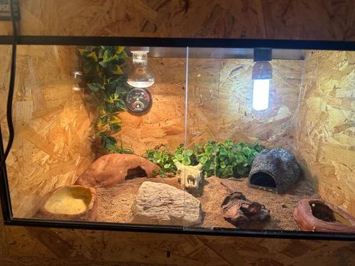 OSB terrarium 60x40x40. Incl toebehoren., Dieren en Toebehoren, Reptielen en Amfibieën | Toebehoren, Zo goed als nieuw, Terrarium of Paludarium