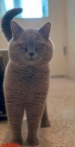 Britse korthaar dekkater zeer ervaren TE KOOP, Kater, Gechipt, 3 tot 5 jaar
