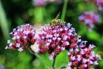 Compleet Borderpakket – 150 vaste planten  €225, Ophalen of Verzenden, Vaste plant, Overige soorten