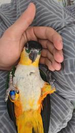 Caique zwartkop pop, Dieren en Toebehoren, Mannelijk, Papegaai, Tam
