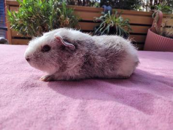 Lieve zilveragouti-wit rex/texel cavia beschikbaar voor biedingen