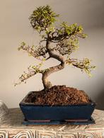 Zelkova bonsai, Ophalen, Bloeit niet, Halfschaduw, Overige soorten