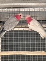 Rose kaketoe, Dieren en Toebehoren, Mannelijk, Papegaai
