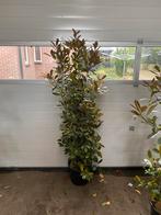 Photinia Red Robin. 140-160 cm potgekweekt., Overige soorten, Ophalen of Verzenden, 100 tot 250 cm