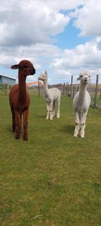 Alpaca's te koop van topkwaliteit, Dieren en Toebehoren, Overige Dieren, Meerdere dieren