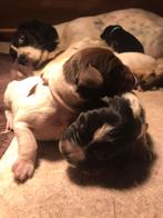 Puppies te reserveren, Dieren en Toebehoren, Honden | Retrievers, Spaniëls en Waterhonden, Overige rassen, 8 tot 15 weken, Geslacht onbekend