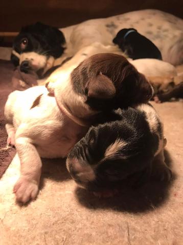 Puppies te reserveren  beschikbaar voor biedingen