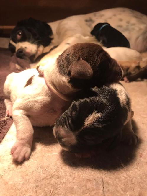 Puppies te reserveren, Dieren en Toebehoren, Honden | Retrievers, Spaniëls en Waterhonden, Geslacht onbekend, Overige rassen, Particulier