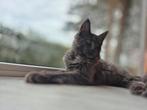 Maine coon kitten bicolor bleu smoke katertje, Dieren en Toebehoren, Katten en Kittens | Raskatten | Langhaar, Kater