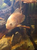 Albino pauwoog cichliden, Dieren en Toebehoren, Vissen | Aquariumvissen, Vis, Zoetwatervis, Schoolvis