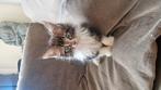 Mainecoon poesje, Dieren en Toebehoren, Ontwormd
