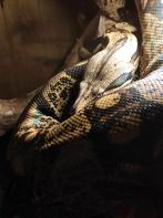 Boa Constrictor Imperator adult female, Dieren en Toebehoren, Slang, 3 tot 6 jaar