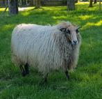 Prachtige Skudde Ooien, Vrouwelijk, Schaap, 0 tot 2 jaar