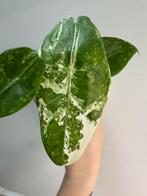 Alocasia longiloba variegata, Ophalen, Halfschaduw, Minder dan 100 cm