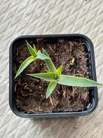Mangave lavender lady mini #3, Ophalen of Verzenden, Zomer, Volle zon