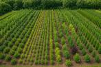 Bos- en Haagplantsoen, Ophalen of Verzenden, Overige soorten