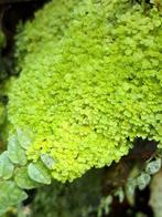 Terrarium plant cuttings, Dieren en Toebehoren, Amfibie, 0 tot 2 jaar