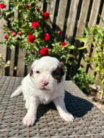 Boomer pups, 8 tot 15 weken, Meerdere, Meerdere dieren, Klein