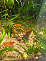 Corydoras venuzuela orange, Vis, Zoetwatervis, Schoolvis