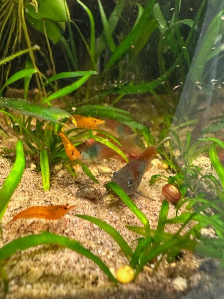 Corydoras venuzuela orange, Dieren en Toebehoren, Vissen | Aquariumvissen, Zoetwatervis, Vis, Schoolvis