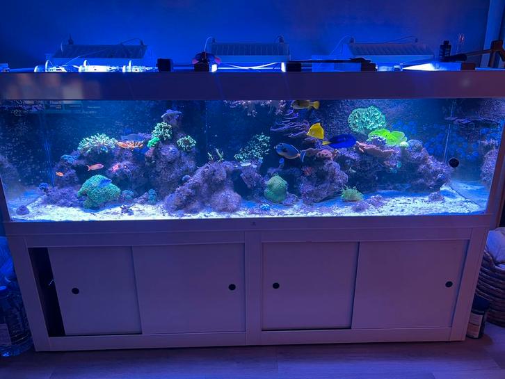 Lacobel 2,5 meter zeeaquarium, Dieren en Toebehoren, Vissen | Aquaria en Toebehoren, Zo goed als nieuw, Gevuld zeewateraquarium