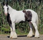 Prachtige tinker zoekt gouden stalletje, Dieren en Toebehoren, B, Gechipt, 11 jaar of ouder, Recreatiepony