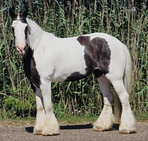 Prachtige tinker zoekt gouden stalletje, Dieren en Toebehoren, Pony's, Merrie, B, E pony (1.48m - 1.57m), Recreatiepony, 11 jaar of ouder
