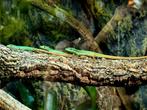 Groene langstaarthagedissen, Takydromus Smaragdinus, Amfibie, 0 tot 2 jaar