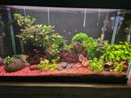 Aquarium met toebehoren en vissen, Dieren en Toebehoren, Ophalen, Gebruikt, Gevuld zoetwateraquarium