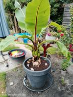 ensete ventricosum, Volle zon, Vaste plant, Zomer, Ophalen