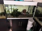 juwel rio 125, Dieren en Toebehoren, Vissen | Aquaria en Toebehoren, Ophalen of Verzenden, Zo goed als nieuw