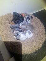 Prachtige unieke Jack Russel pups!, Dieren en Toebehoren, Jack Russell Terriër, 8 tot 15 weken, Meerdere, Meerdere dieren