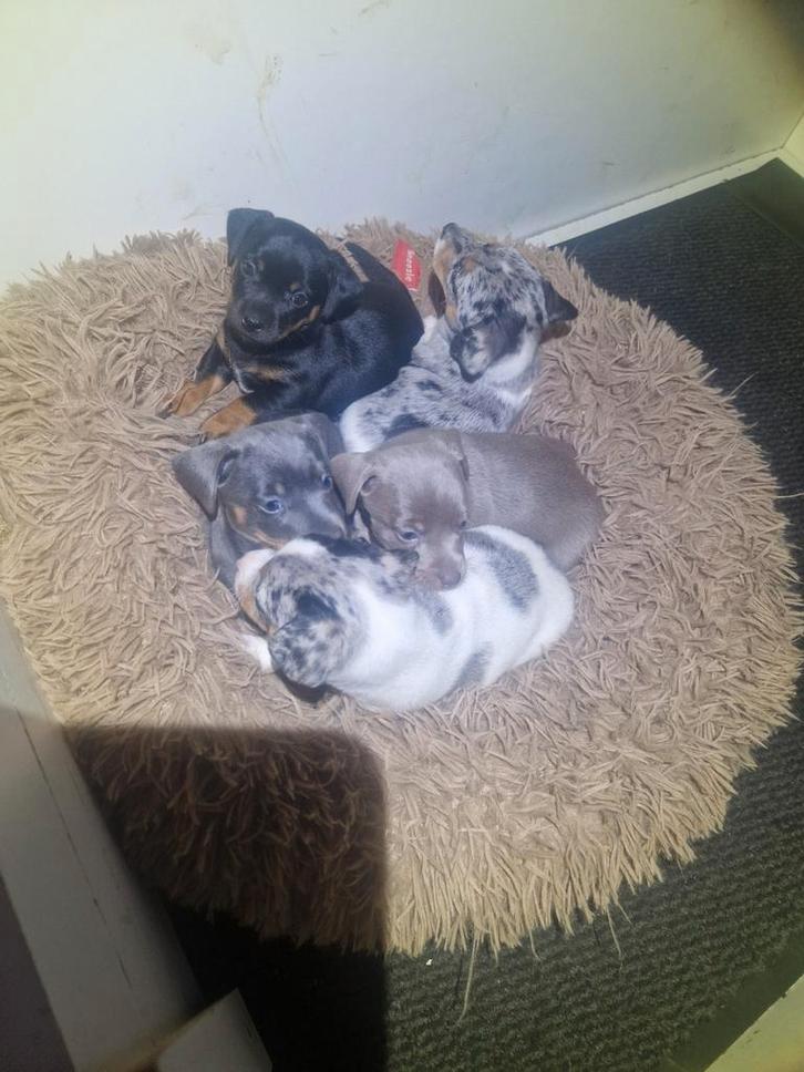 Prachtige unieke Jack Russel pups!, Dieren en Toebehoren, Honden | Jack Russells en Terriërs, Meerdere dieren, Jack Russell Terriër