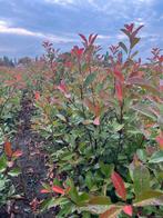 Phortinia red robin spotprijzen, Tuin en Terras, Planten | Struiken en Hagen, Ophalen of Verzenden, Overige soorten, Haag, 100 tot 250 cm