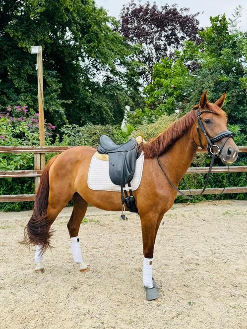 Super knappe 4 jarige merrie, Dieren en Toebehoren, Paarden, Merrie, Zadelmak, 160 tot 165 cm, 3 tot 6 jaar, Dressuurpaard, Met stamboom